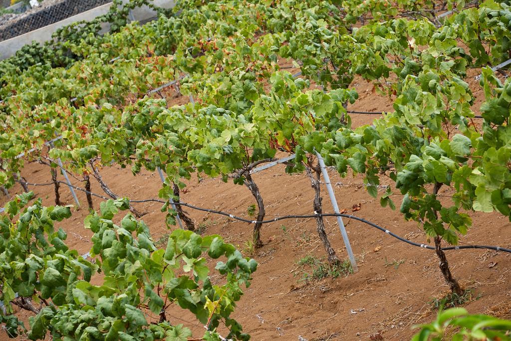 Viñas Hébergement de vacances *