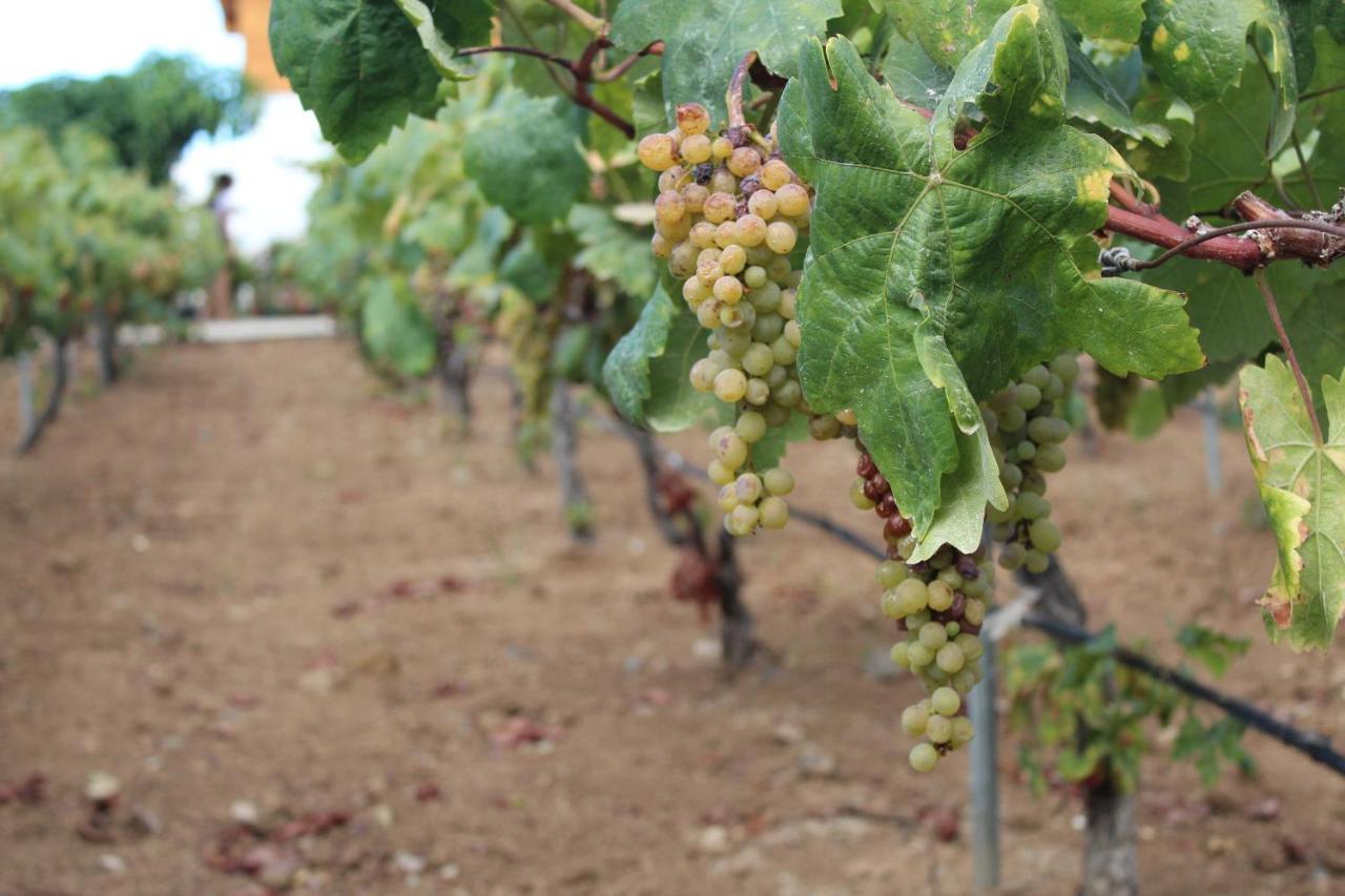 Viñas *